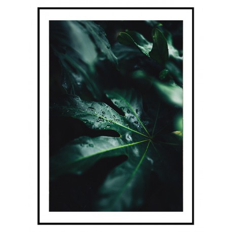 Комплект постерів в рамках "A tropical forest" Комплект постерів в рамках "A tropical forest"