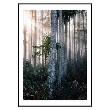 Комплект постеров в рамках "A tropical forest"