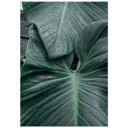 Постер "Green leaves"