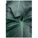 Постер "Green leaves"