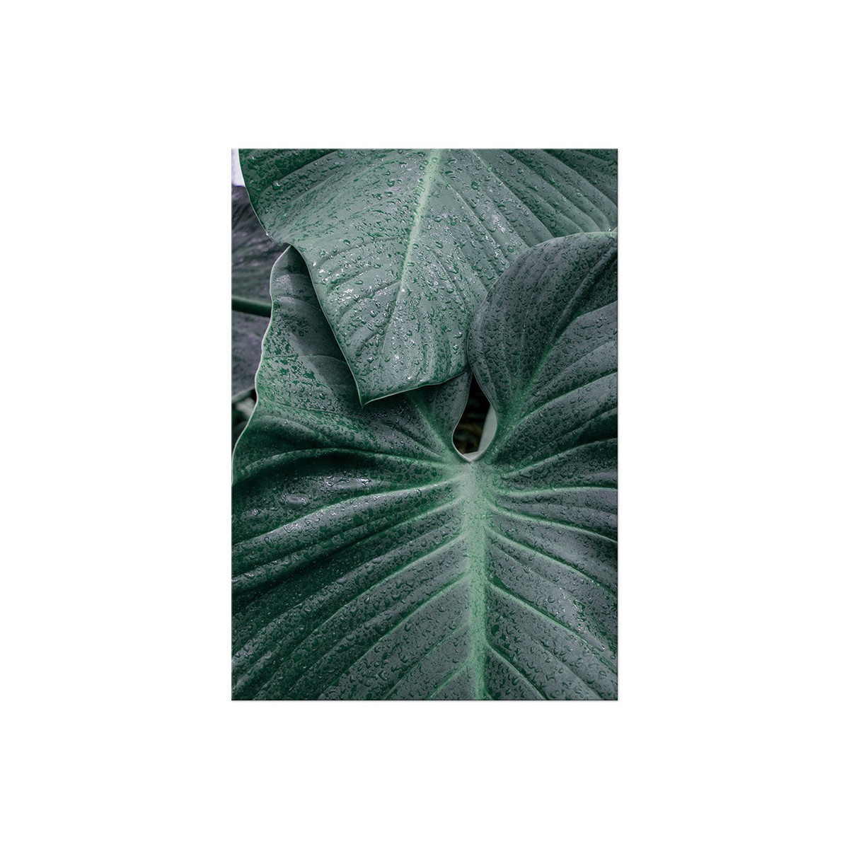 Постер "Green leaves"