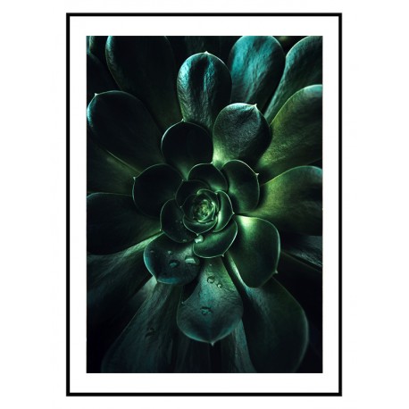 Постер "Aeonium arboreum"
