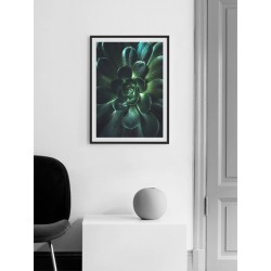 Постер "Aeonium arboreum"