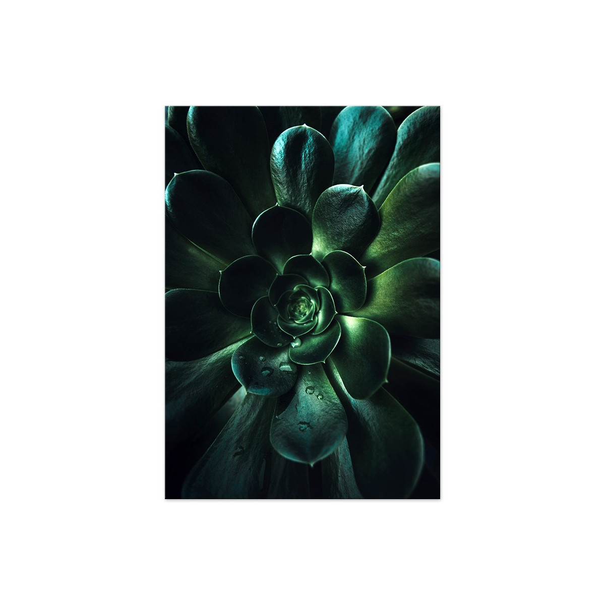 Постер "Aeonium arboreum"