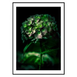 Постер "Гортензія"