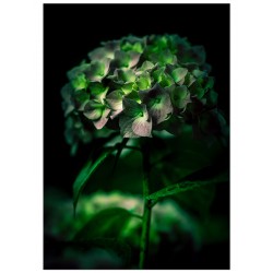 Постер "Гортензія"