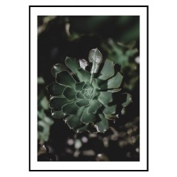 Постер "Echeveria"