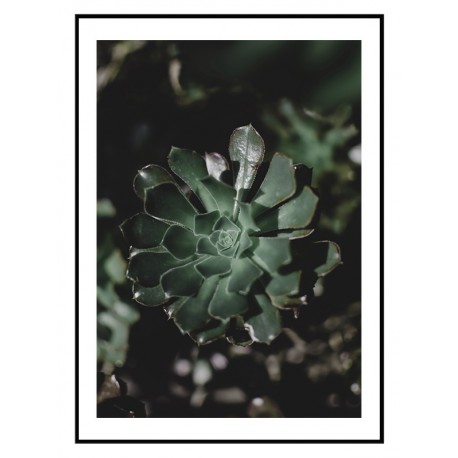 Постер "Echeveria"