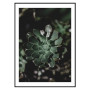 Постер "Echeveria"