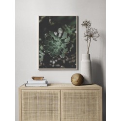 Постер "Echeveria"