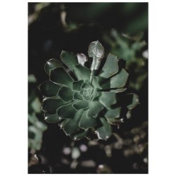Постер "Echeveria"