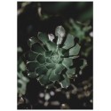 Постер "Echeveria"