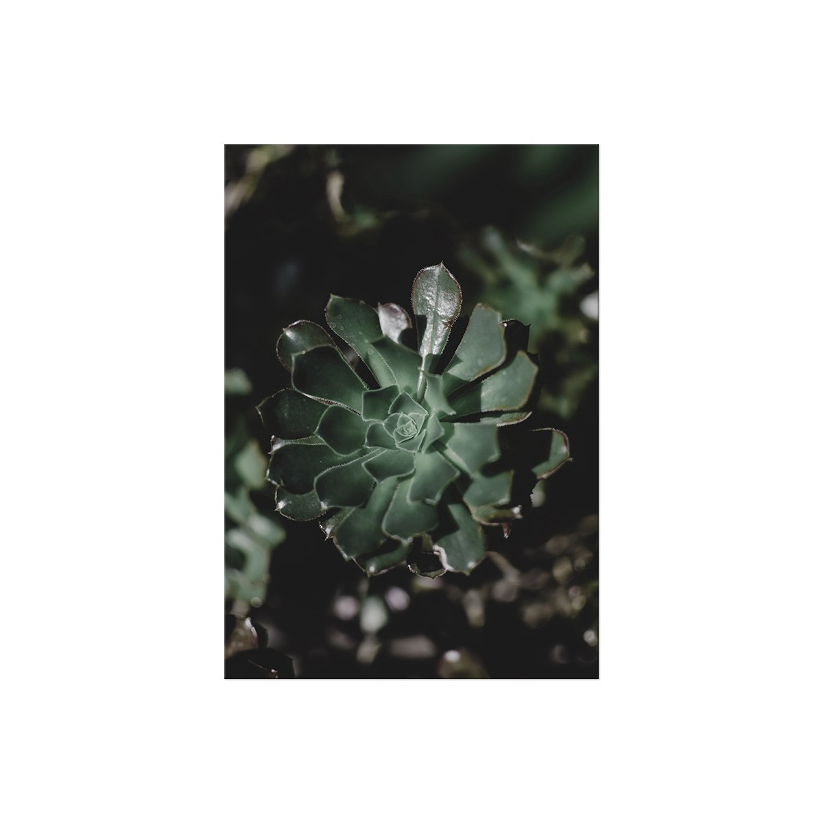 Постер "Echeveria"