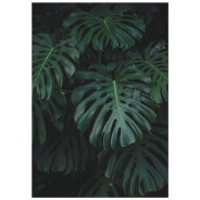 Постер "Monstera"