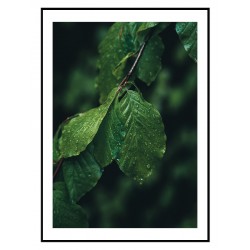 Постер "Green leaves"