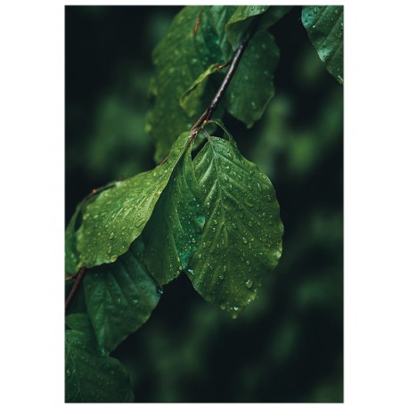 Постер "Green leaves"