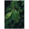 Постер "Green leaves"
