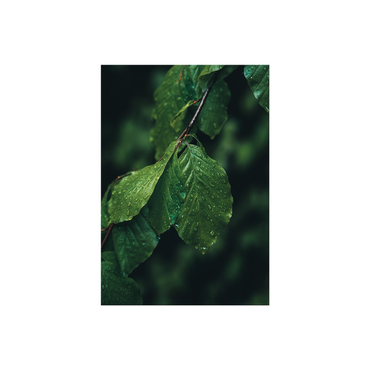 Постер "Green leaves"