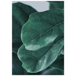 Постер "Fiddle Leaf"