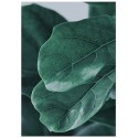 Постер "Fiddle Leaf"