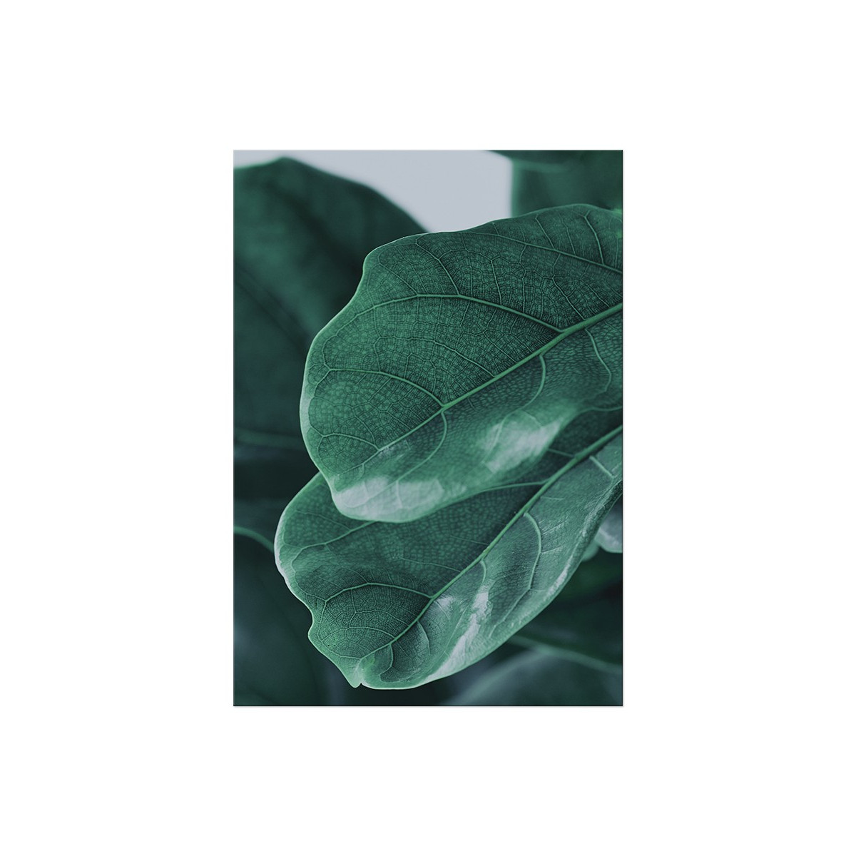Постер "Fiddle Leaf"