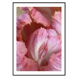 Постер "Parrot tulips"