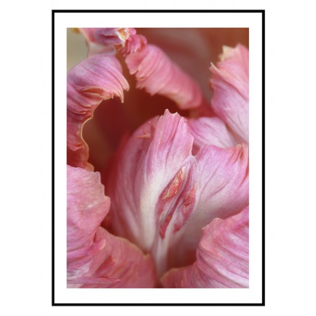 Постер "Parrot tulips"