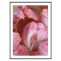 Постер "Parrot tulips"