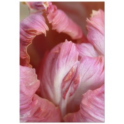 Постер "Parrot tulips"