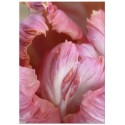 Постер "Parrot tulips"