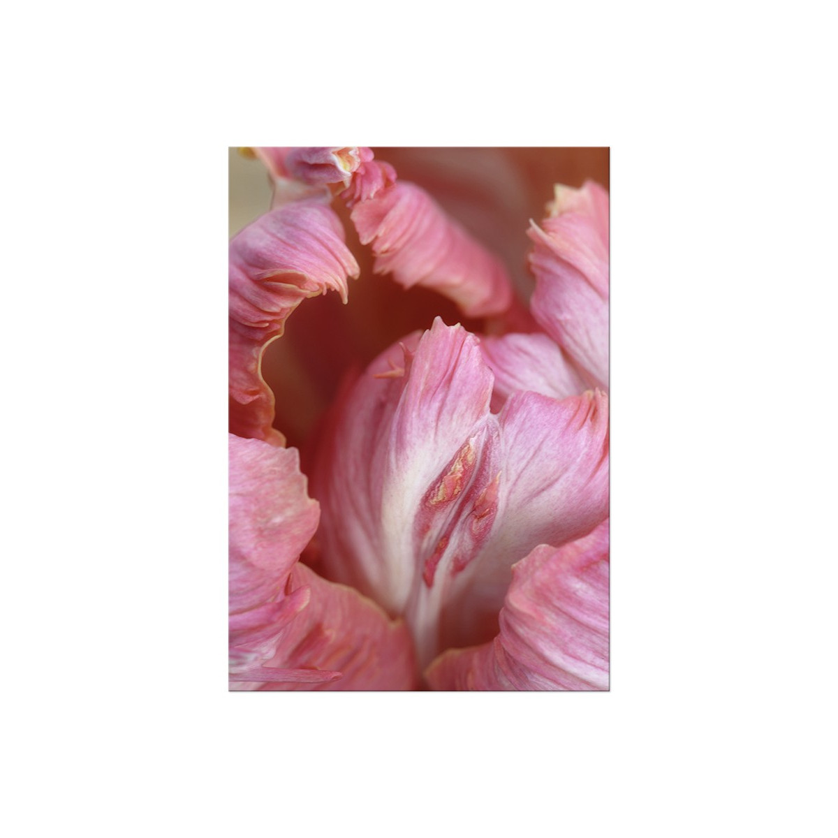 Постер "Parrot tulips"