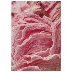 Постер "Rose texture"