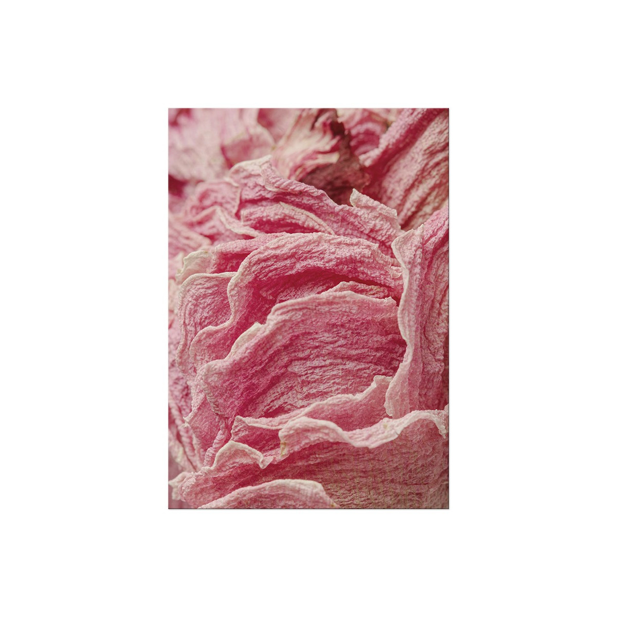 Постер "Rose texture"