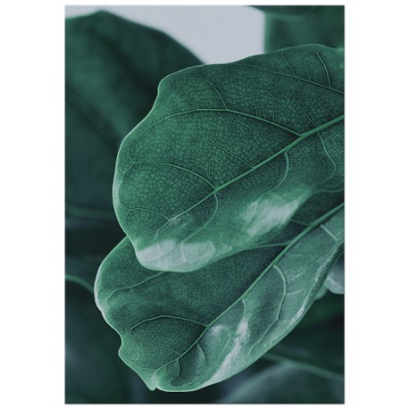 Комплект постеров "Leaf"