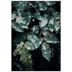 Комплект постеров "Leaf"