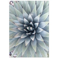 Комплект постерів "Leaf"