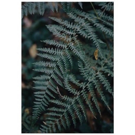 Комплект постеров "Foliage"