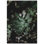 Комплект постеров "Foliage"