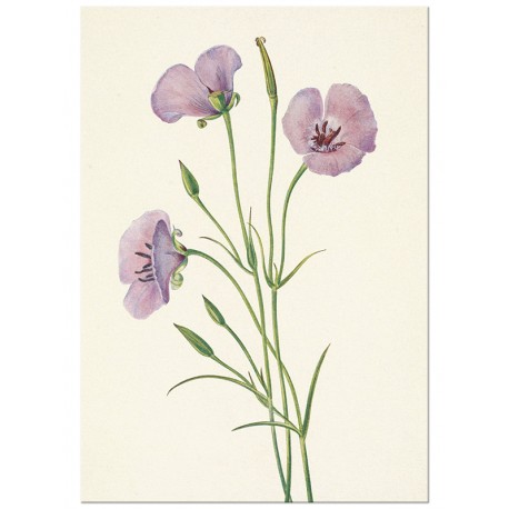 Постер "Lilac Mariposa. Botanical flowers"