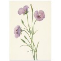 Постер "Lilac Mariposa. Botanical flowers"
