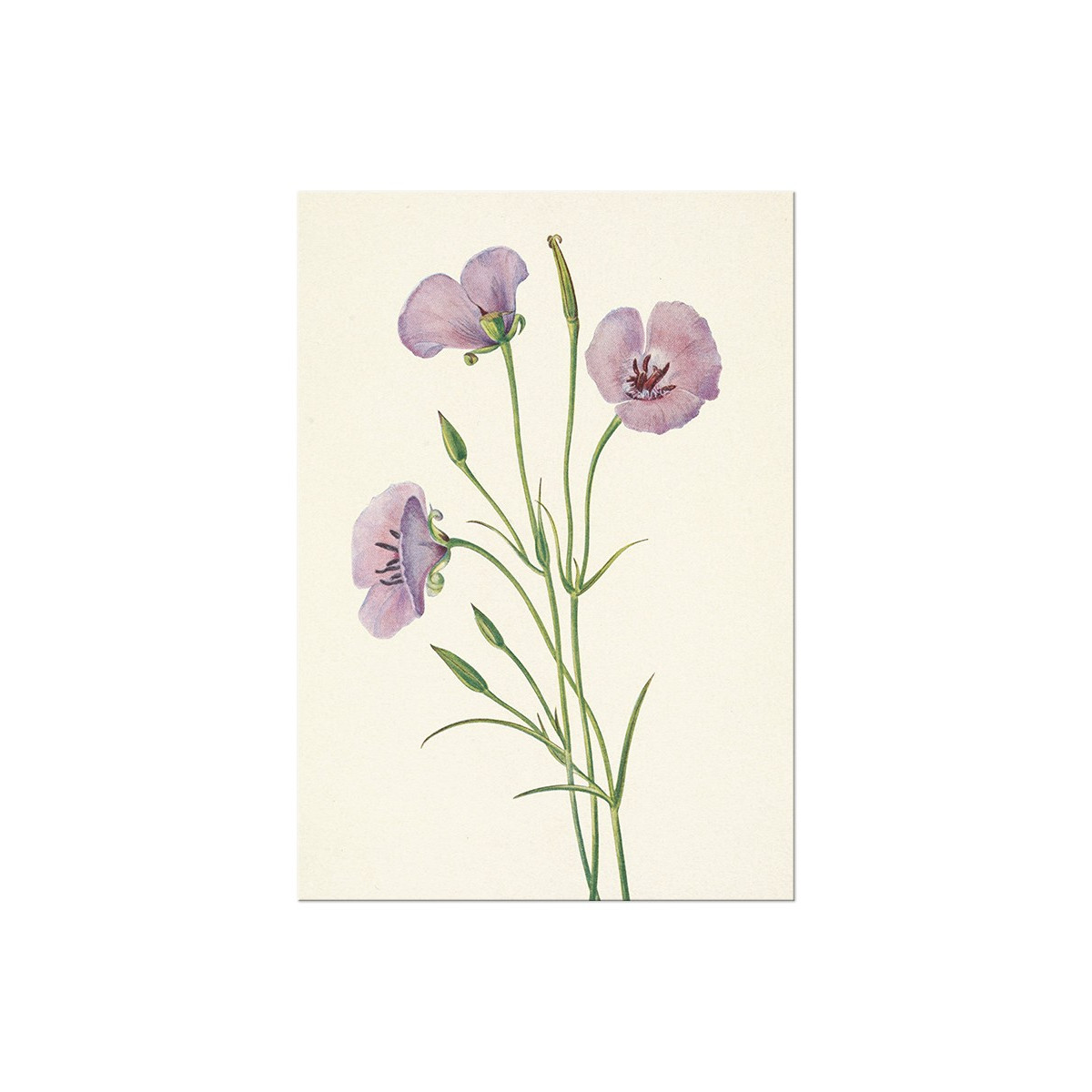 Постер "Lilac Mariposa. Botanical flowers"