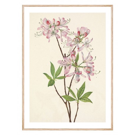 Постер "Azalea rosea. Botanical flowers" Постер "Azalea rosea. Botanical flowers"