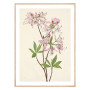 Постер "Azalea rosea. Botanical flowers" Постер "Azalea rosea. Botanical flowers"