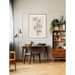 Постер "Azalea rosea. Botanical flowers"