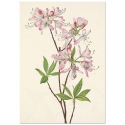 Постер "Azalea rosea. Botanical flowers"