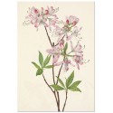 Постер "Azalea rosea. Botanical flowers"