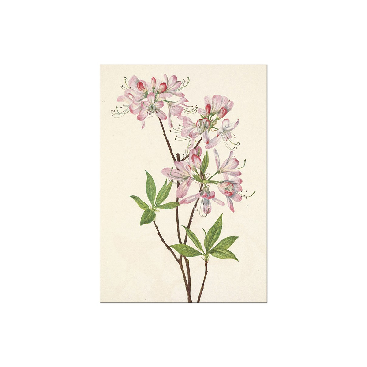 Постер "Azalea rosea. Botanical flowers" Постер "Azalea rosea. Botanical flowers"