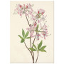 Постер "Azalea rosea. Botanical flowers" Постер "Azalea rosea. Botanical flowers"