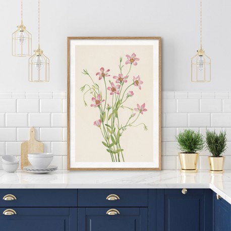 Постер "Saltmarsh Rosegentian. Botanical flowers"