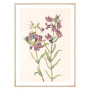 Постер "Prairie Pentstemon. Botanical flowers"